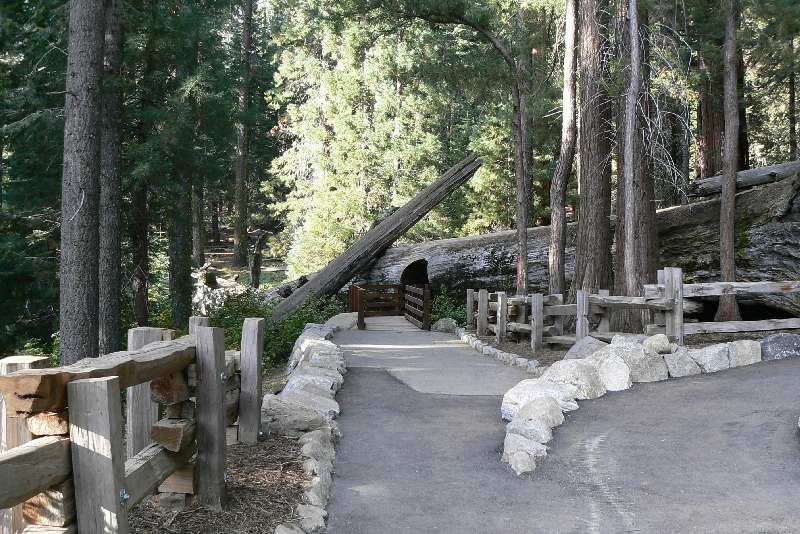 39 Sequoia National Park